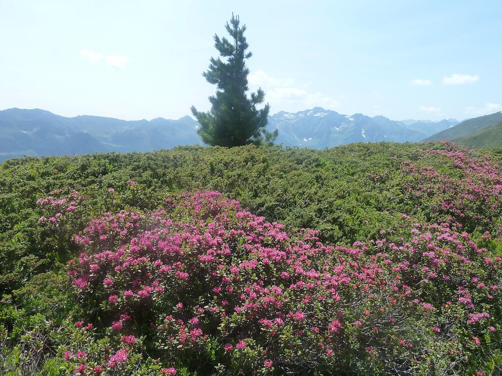 Appartement Wasserer Ahrntal Oda fotoğraf